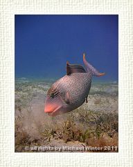 Yellowmargin Triggerfish2